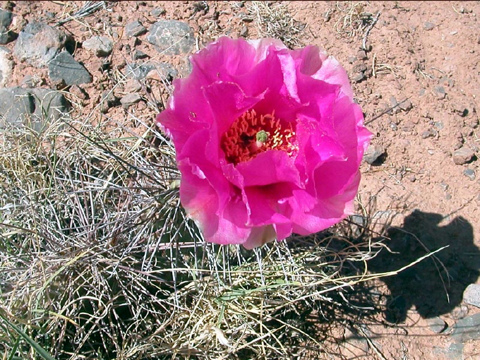 Cactus Flower Pink